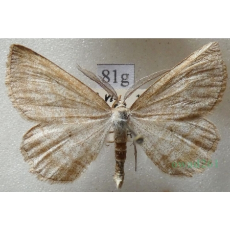 Perconia strigillaria (Hübner, 1787) male Pytnik pasiaczek Czech81g
